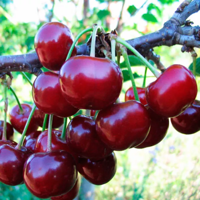 Вишня Тургеневка 1-летка 