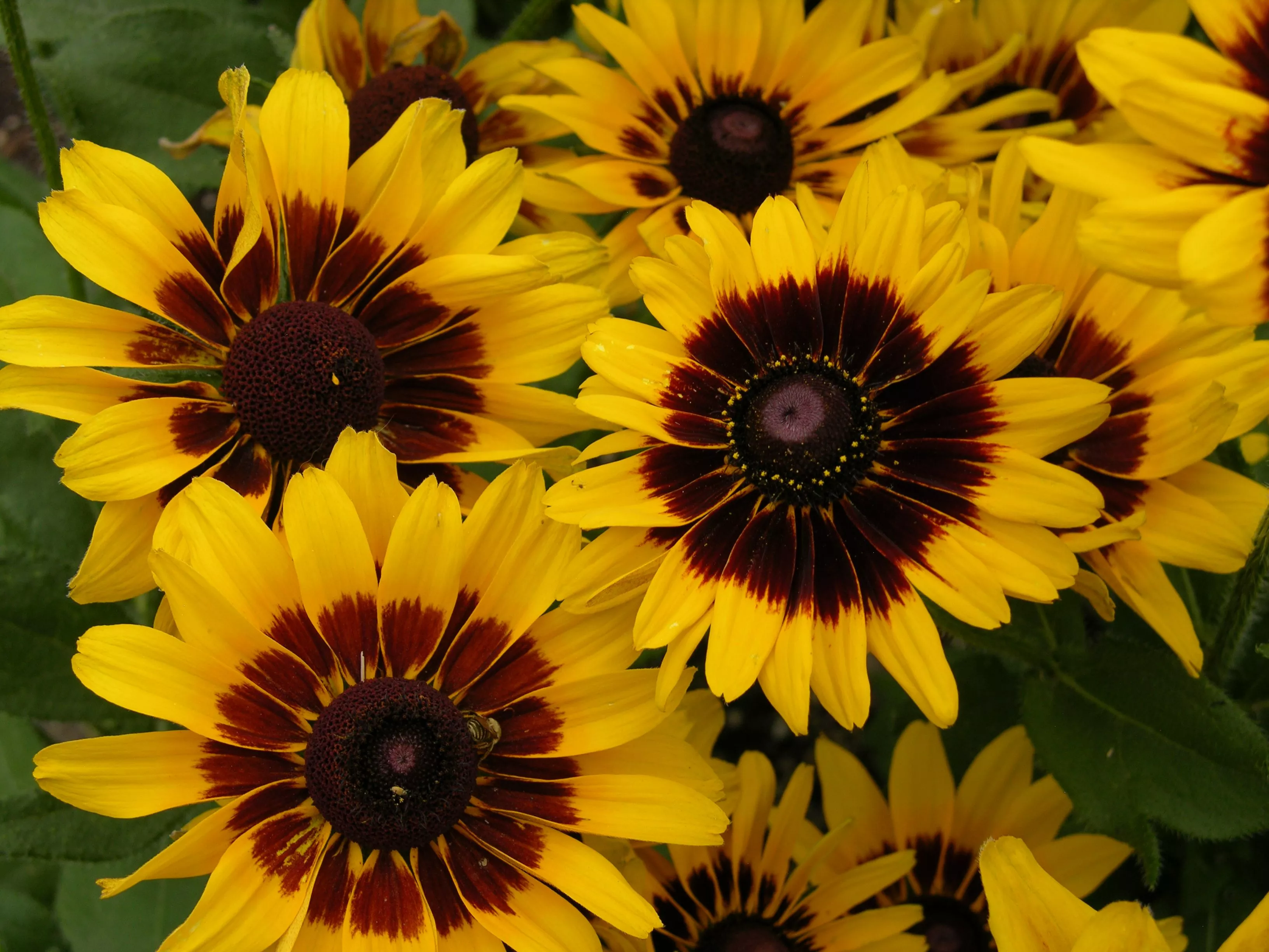 Рудбекия Денвер Дейзи d12 ХР 