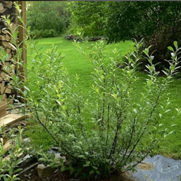 Ива тонкостолбиковая Маунт Асо v7,5 100-125 