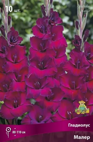 Клубень Гладиолус крупноцветковый Малер 10/12 10шт Поиск 