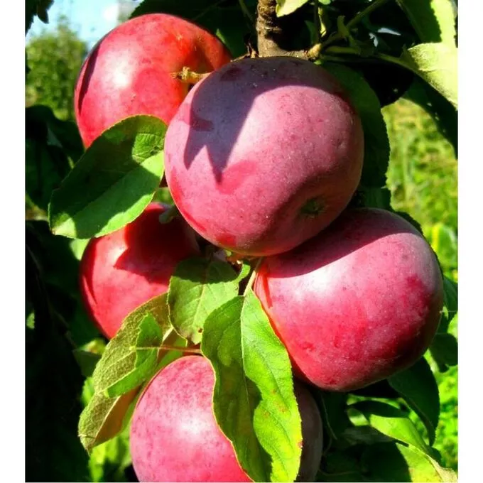 Яблоня колонновидная Московское ожерелье v7 Nik 