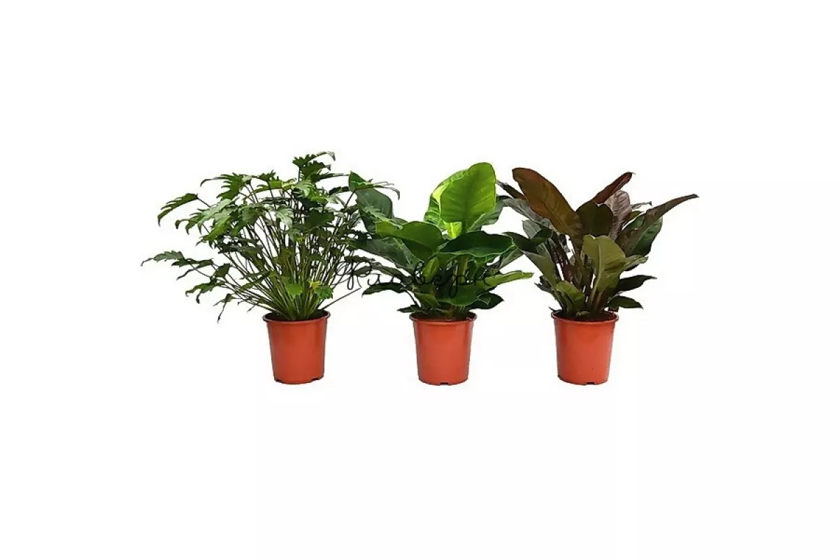 Филодендрон микс d14 h40 