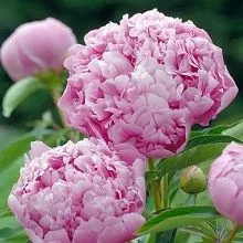 Пион травянистый Жюль Эли (в тубе) 