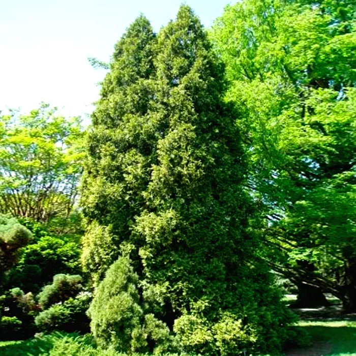 Растение туя западная Aureospicata C3 BL 2017 