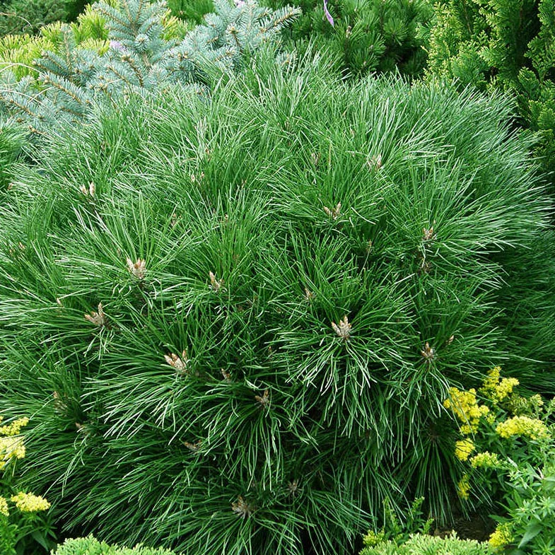 Растение сосна черная Брепо st 10 b70, C35 Ks 