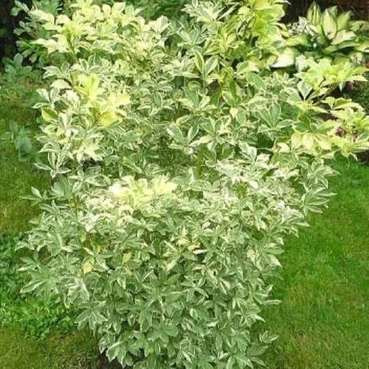 Элеутерокок Пестролистный v2 Lav 