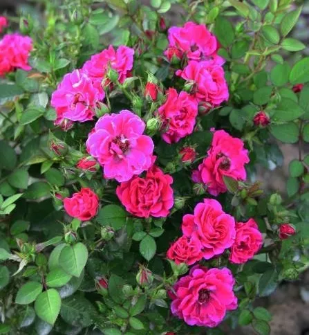 Роза миниатюрная Блюнетт в коробке AV 