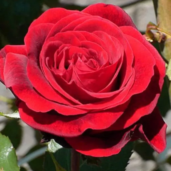 Роза плетистая Дон Жуан темно-красный в коробке ЦО 