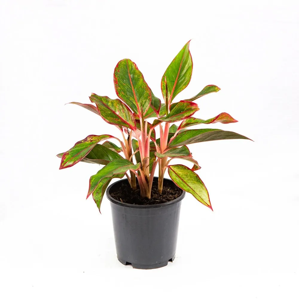 Аглаонема Сиам Ред Аврора d13 h30 