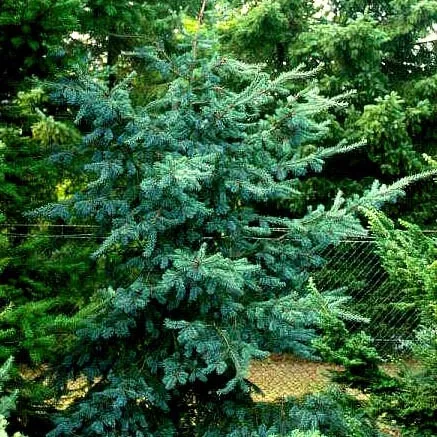Псевдотсуга мензиса Блю Вондер 30-40 см Mt 