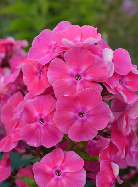 Флокс метельчатый Малина Ранняя С2 ЦО 