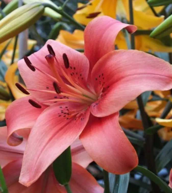 Луковица Лилия видовая Перл Лорейн 14/16 1шт. Поиск 