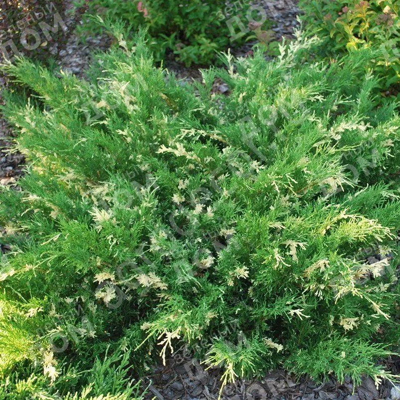 Можжевельник средний Вайт Сплеш v2 Lav 