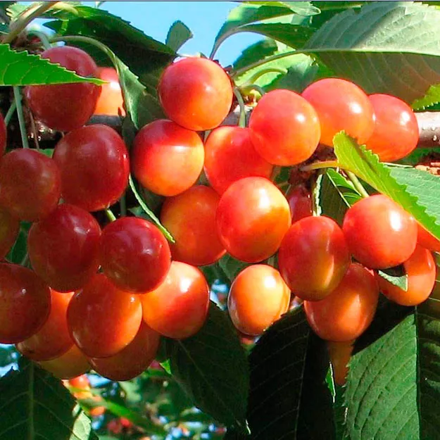 Черешня Поэзия, 2-летка Gv 