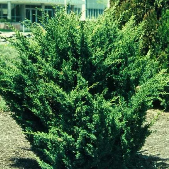 Растение можжевельник китайский Блау C5-10 15-20 cm Tim-Sh-Mt 
