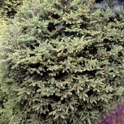 Растение ель обыкновенная Хистрикс С5 штамб CH 2017 