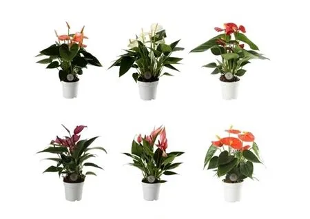 Антуриум Андреанум Топ микс d7 h25 