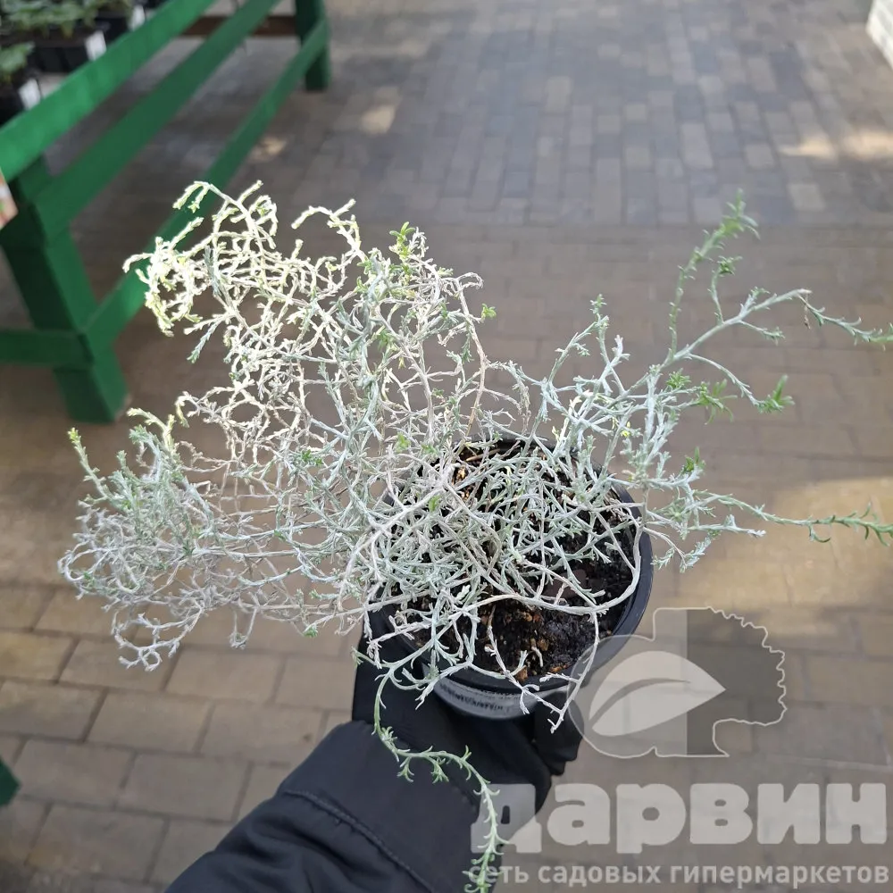 Калоцефалус d10 ХР 