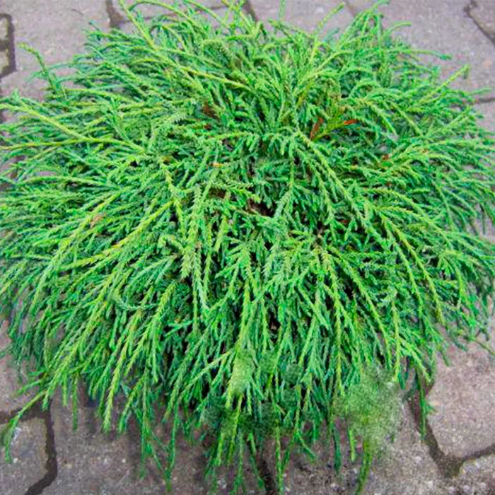 Растение кипарисовик горохоплодный Nana C15 40-60 Bor 2017 