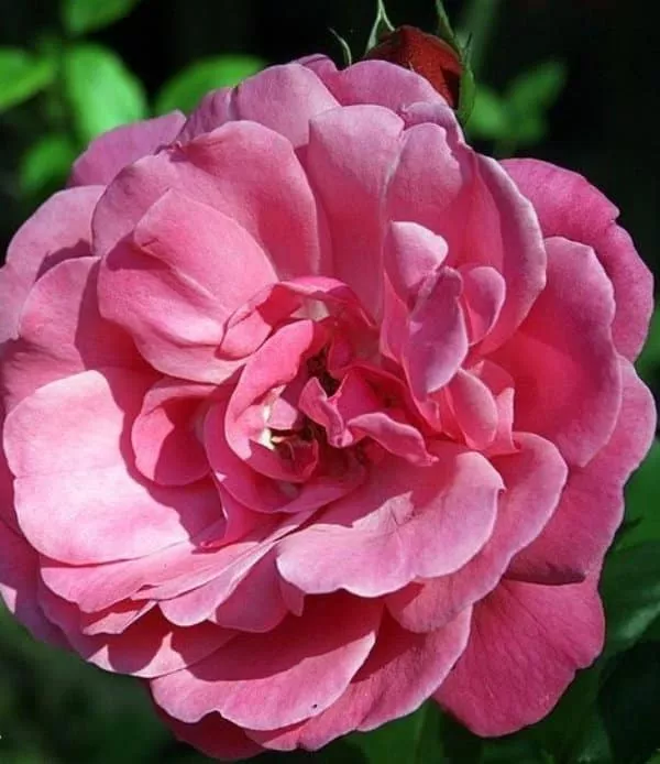 Роза плетистая Этюд в коробке ZP 