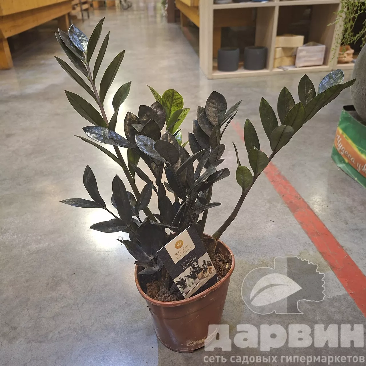 Замиокулькас Равен d14 h60 