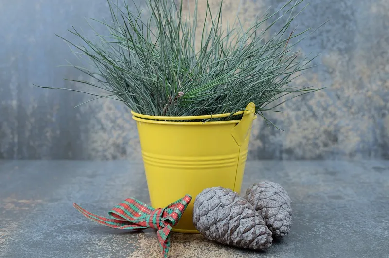 Позаботьтесь о живой ёлке в горшочке 