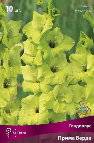 Клубень Гладиолус крупноцветковый Прима Верде 10/12 10шт Поиск 