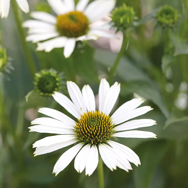 Эхинацея Медитейшион вайт v2 Tim 