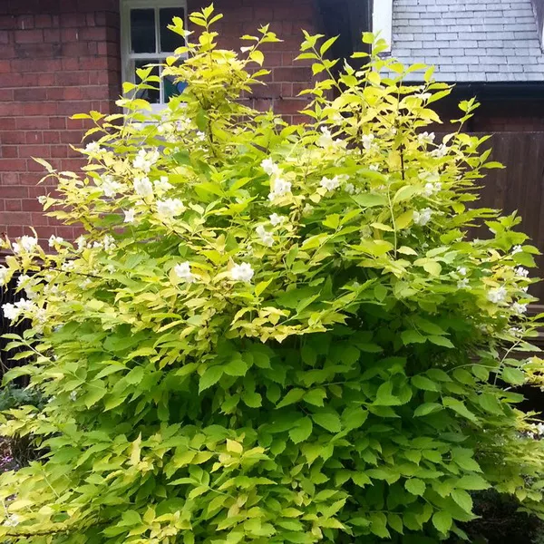 Чубушник венечный Ауреус v2 Lav 