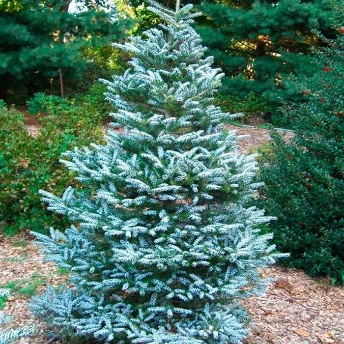 Пихта корейская Сильберлок 40-50 Mt 