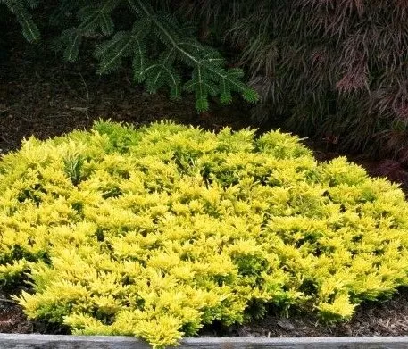 Можжевельник пфитцриана Голден Соусер v7,5 60-80 Bor 