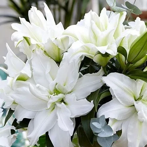 Луковица Лилия восточная махровая Роузлили Аиша  1шт Поиск 