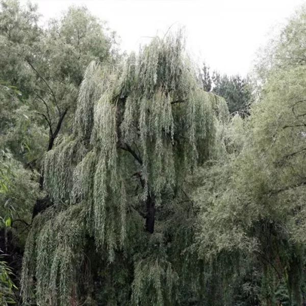 Ива Памяти Миндовского c7,5 Sav 