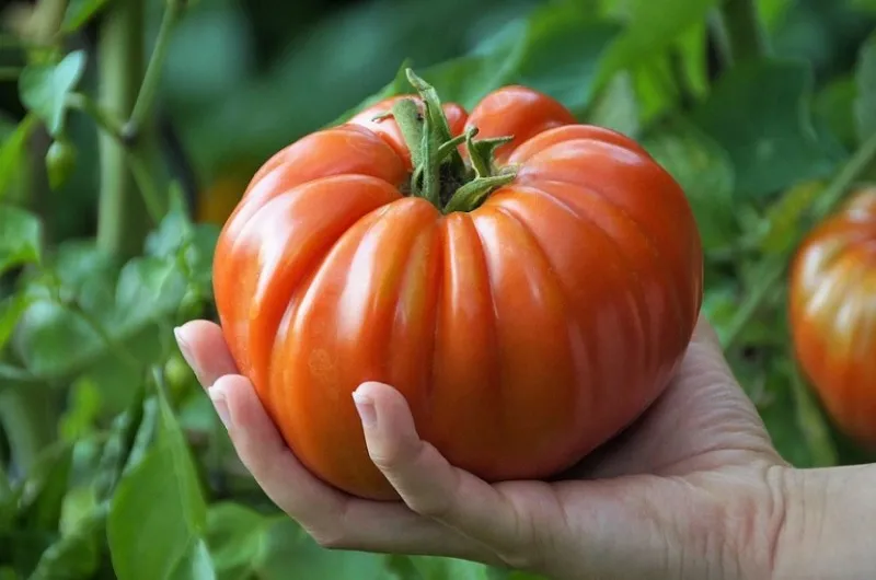 Купите семена самых крупноплодных томатов