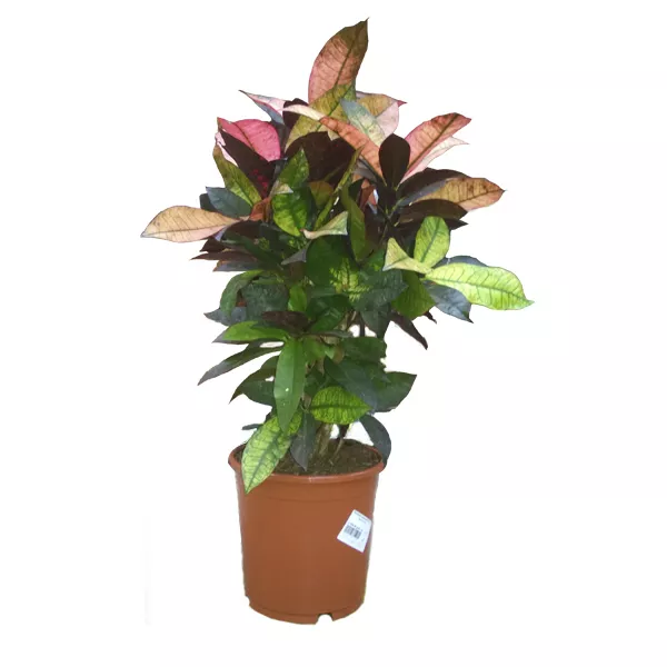 Кодиеум Миссис Айстон d21 h70 