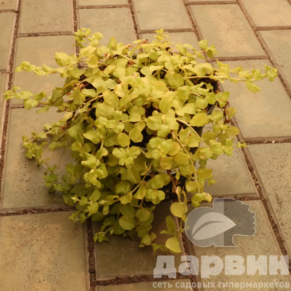 Вербейник монетчатый Голдилокс С1,5 КВ 
