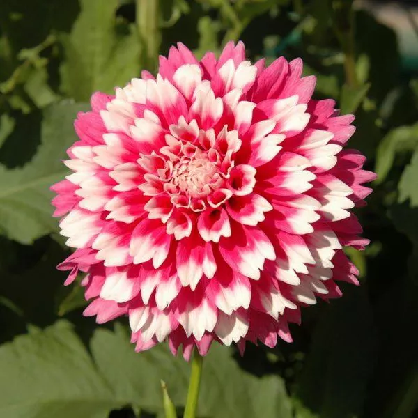 Клубень Георгина Фаззи Ваззи, 1шт/уп 