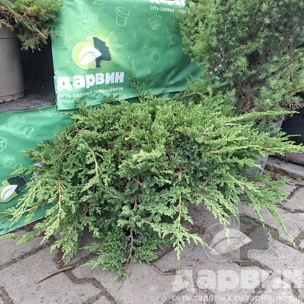 Можжевельник горизонтальный Принц оф Уэльс C10, 15-20 YP 