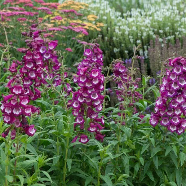 Пенстемон v3 Push 