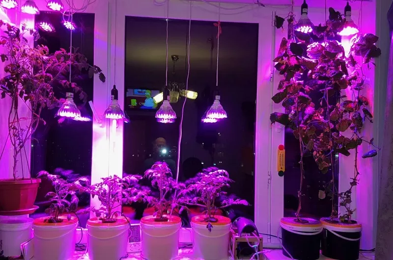 Включите досвечивание растений Включите досвечивание растений