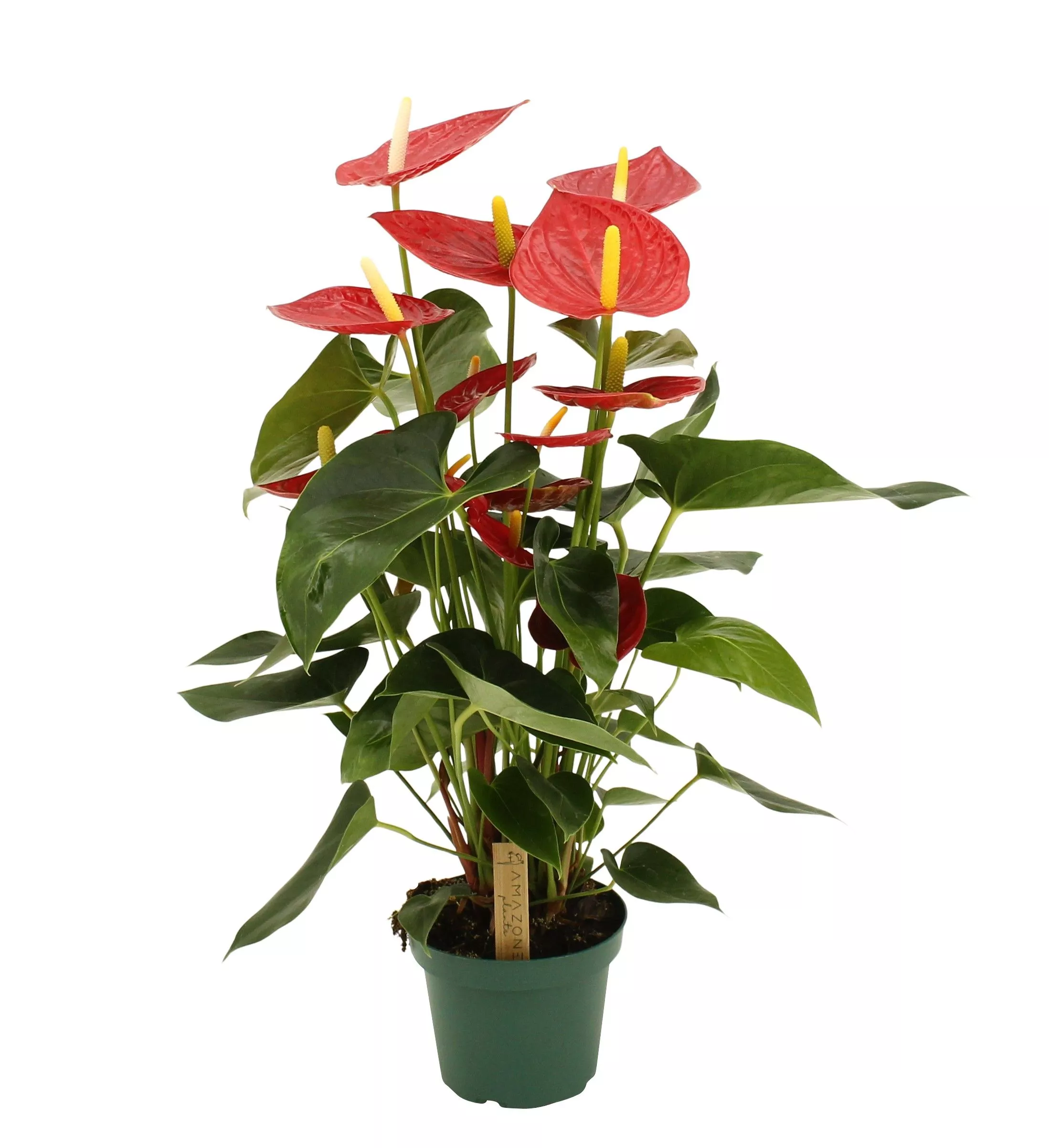 Антуриум Тремендо d 14 h 40 