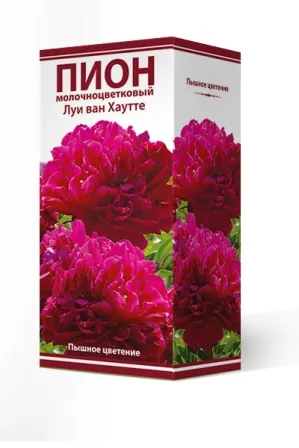 Кореневище Пион молочноцветковый Луи ван Хаутте 1шт Поиск 