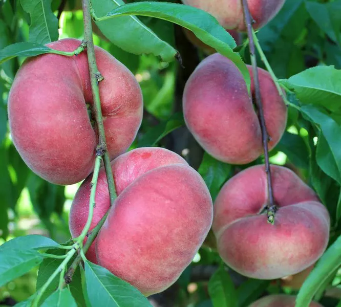 Персик инжирный Свит Кап С10 Н140-160 ЦО 