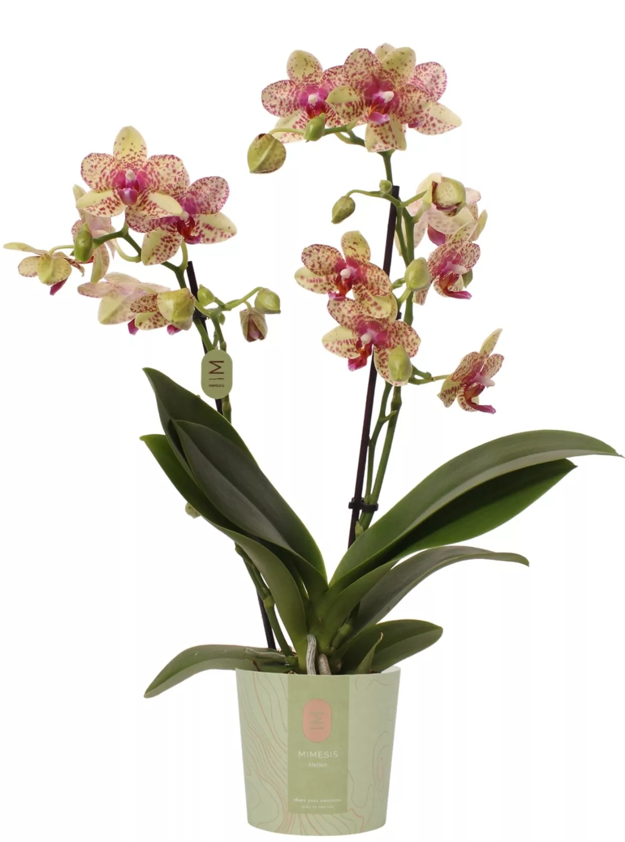 Фаленопсис 2ст Гроссето d9 h35 