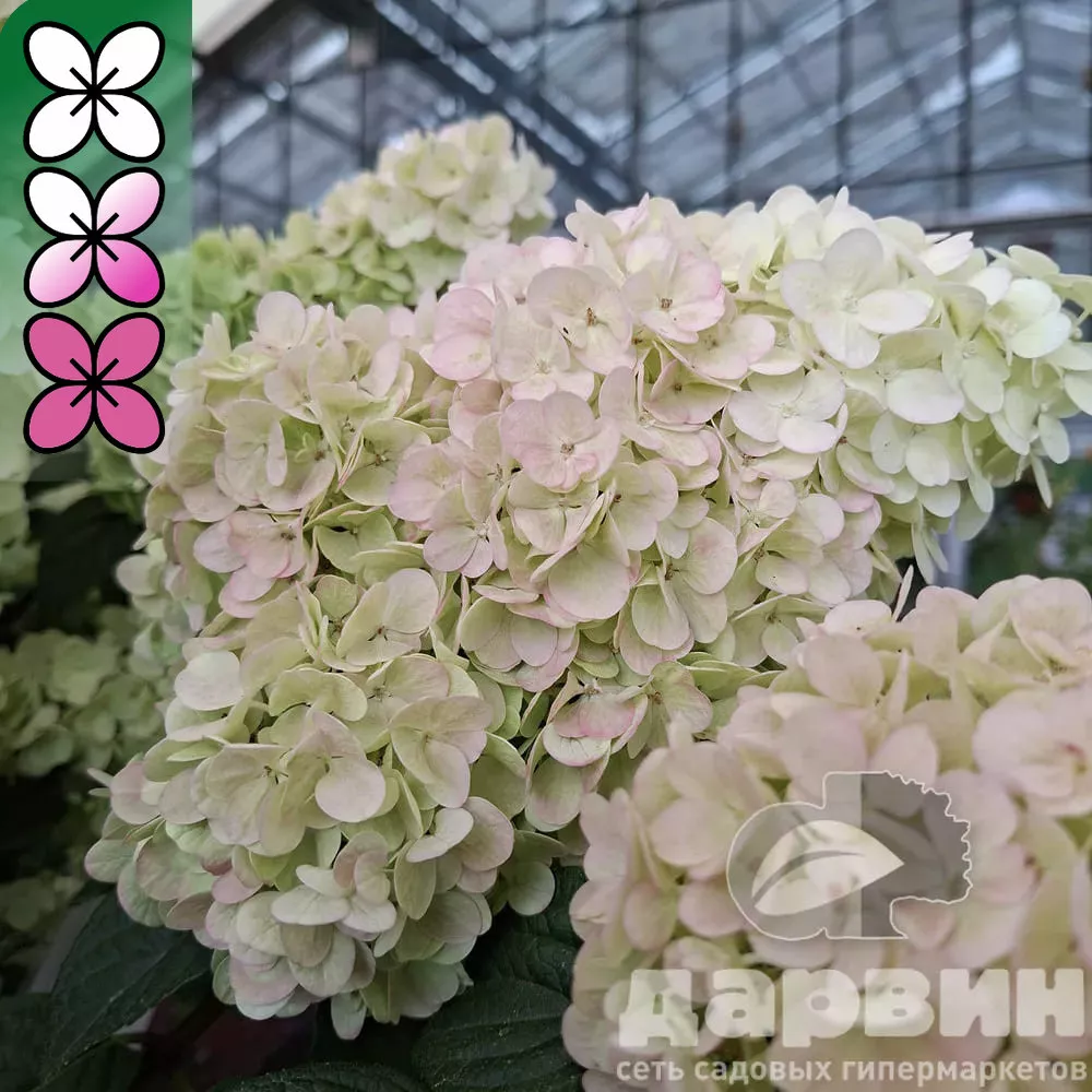 Гортензия метельчатая Сандей Фрайз v3 Lav 