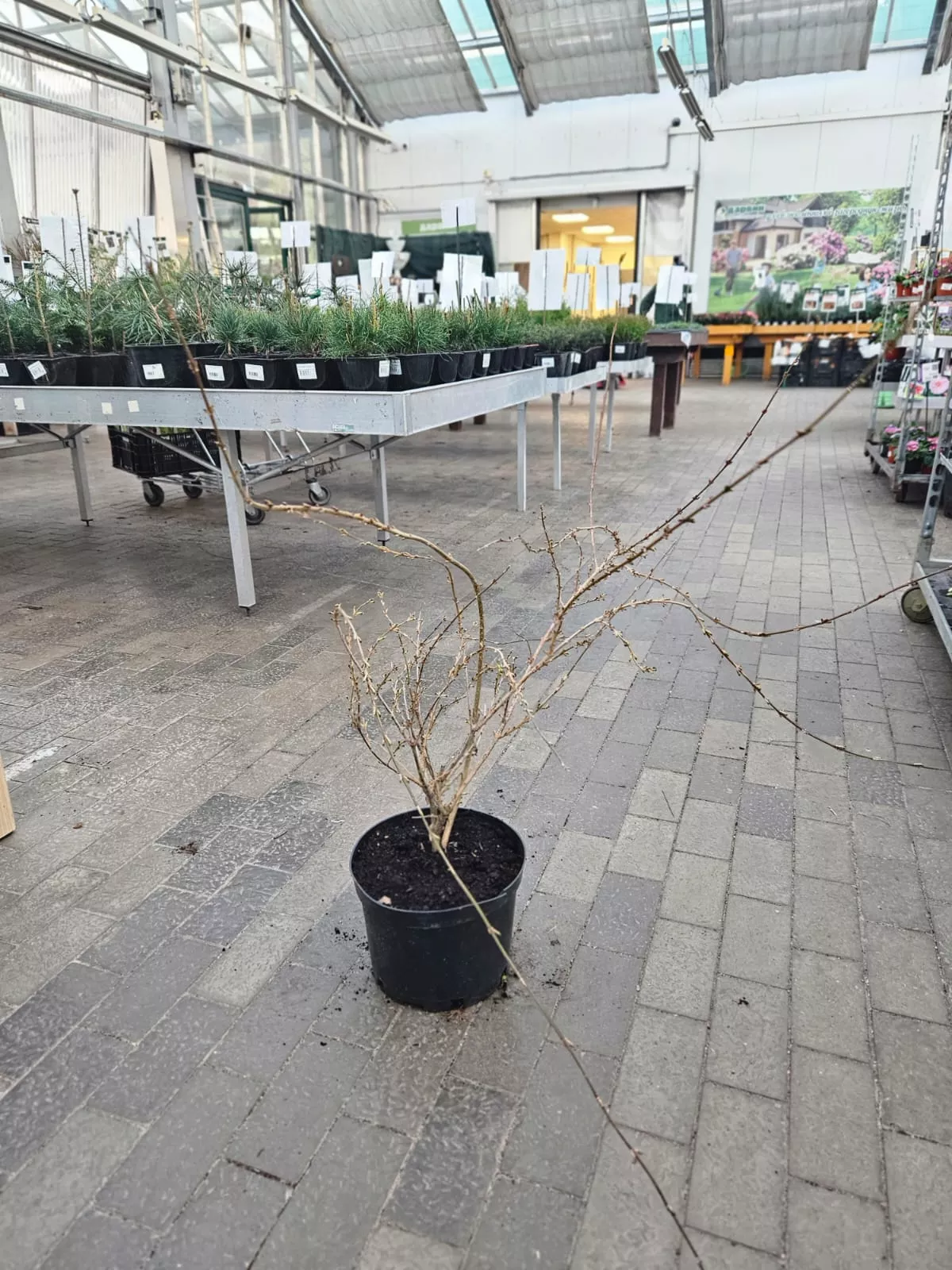 Форзиция промежуточная Спектабилис v7,5 h60-80 Lav 