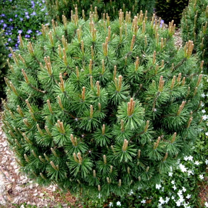 Растение сосна черная Globosa 40–60 по цене  Растение сосна черная Globosa 40–60