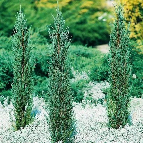 Можжевельник скальный "Блю Арроу" 160-200см 