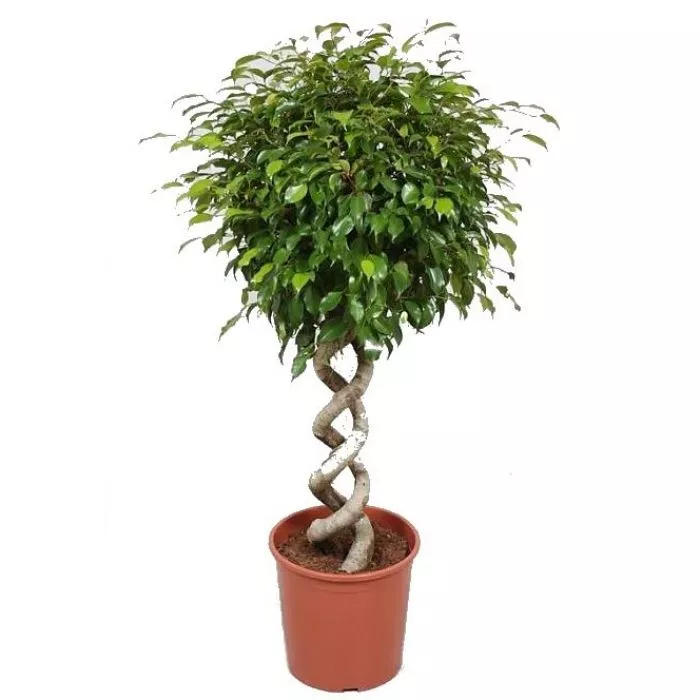 Фикус Бенджамина Экзотика двойная спираль d31 h130 