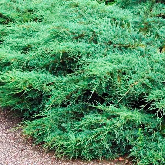 Растение можжевельник виргинский Трипартита с25/100-125 Lt 